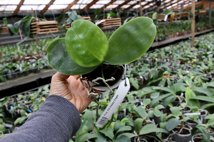 Phalaenopsis KS Happy Eagle.jpg