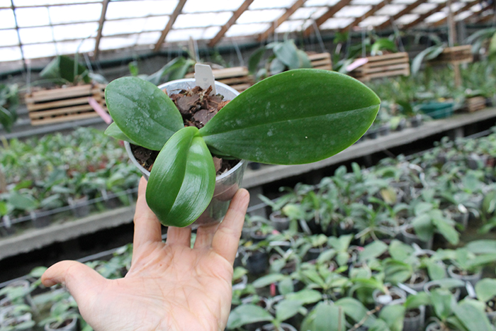 Phalaenopsis KS Super Zebra.jpg