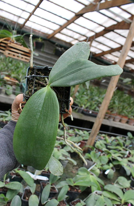 Phalaenopsis Auspice Knight 'Malayan'.jpg