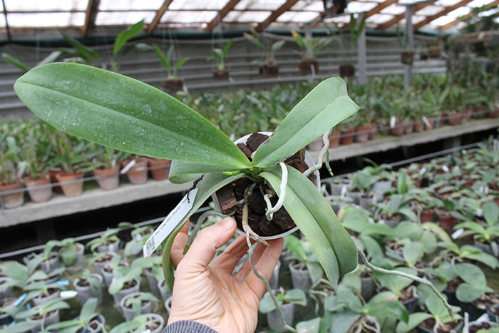 Phalaenopsis Tying Shin Phoenix 'Peter'.jpg