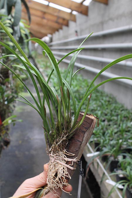 Dendrochilum wenzelii.jpg