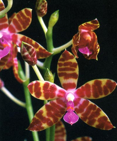 Phalaenopsis bastianii.jpg
