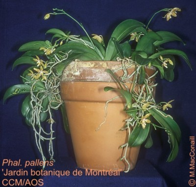 Phal_pallens_1.jpg