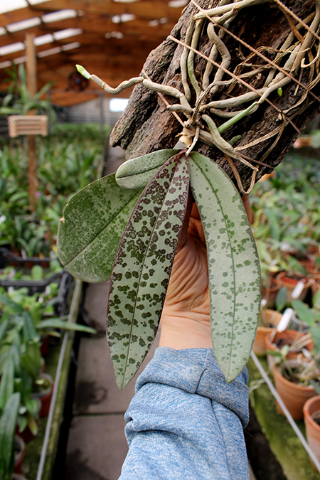 Phalaenopsis stuartiana x lindenii.jpg