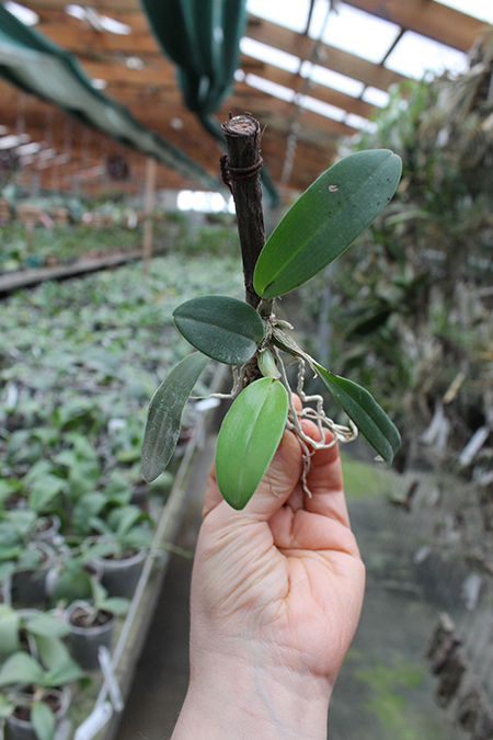 dendrobium specioum.jpg