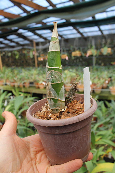 Fredclarkeara After Dark 'SVO Black Pearl'.jpg