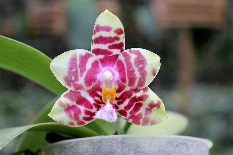 Phalaenopsis Hannover Passion 'Ching Ruey' x Jong's Red Cherry '#2'.jpg