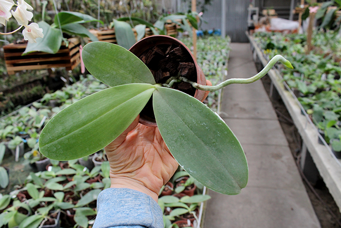 Phalaenopsis Zheng Min Tyrannosaurus x gigantea.jpg