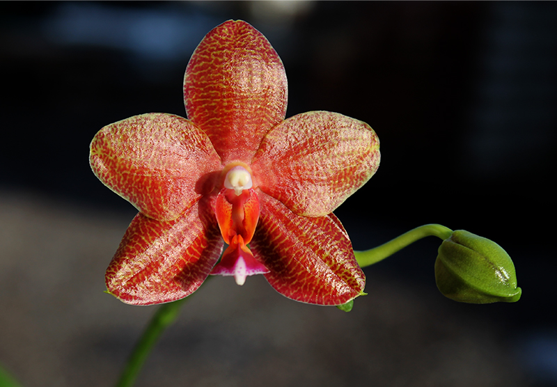 Phalaenopsis Mituo Cake 'M#1' x venosa 'TGDT'.jpg