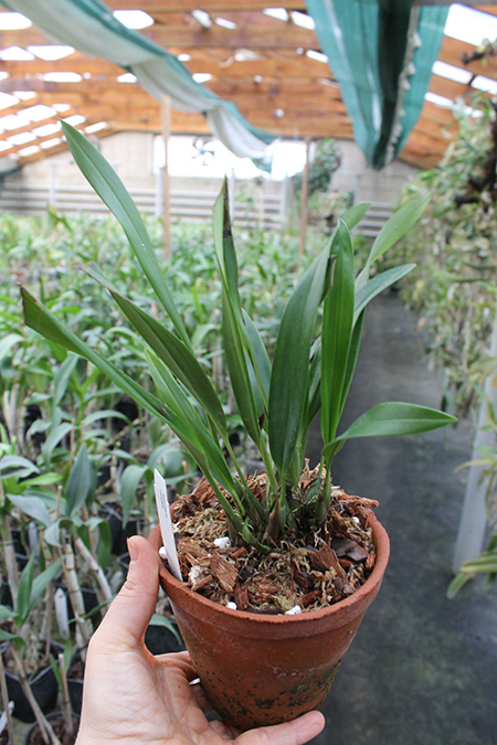 Maxillaria venusta.jpg