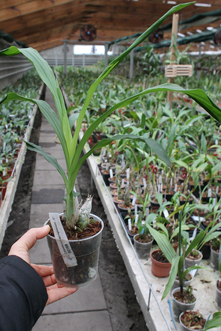 Catasetum macroglossum.jpg