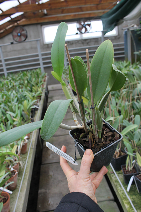 Cattleya lueddemanniana coerulea 'Pedra Azul' XXX x Cattleya lueddemanniana coerulea 'Caribe'.jpg