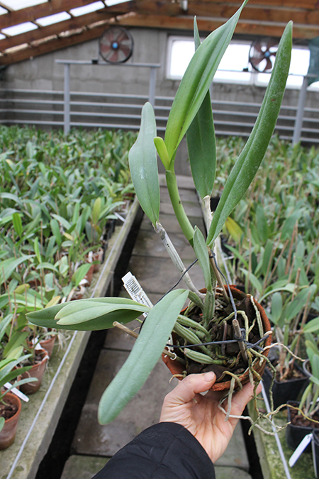 Cattleya lueddemanniana coerulea 'Monte Verde' x Cattleya lueddemanniana coerulea 'Mar azul'.jpg