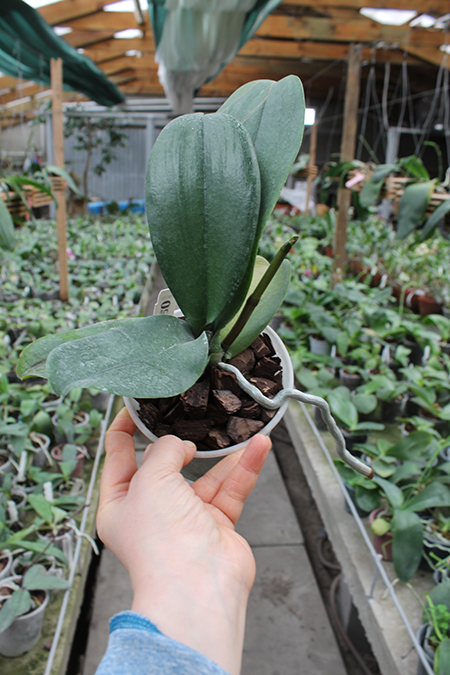 Doritaenopsis Taiwan Red Cat 'Red Cat'.jpg