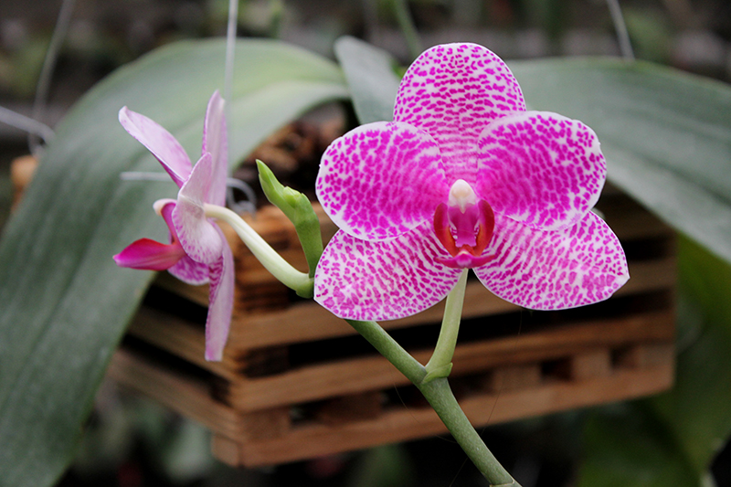 Phalaenopsis (Mituo Sun x Ching Her Buddha) x Mituo Sun.jpg