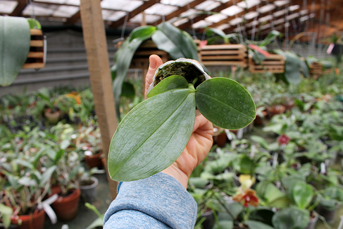 Phalaenopsis Brother Glory 'Long Fong'.jpg