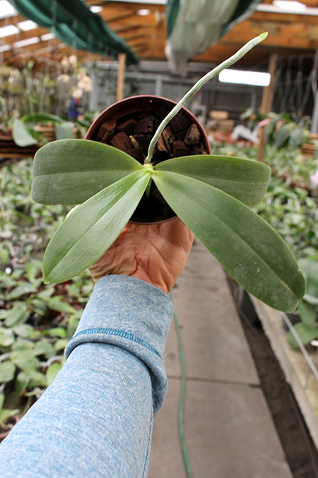 Phalaenopsis gigantea x Yaphon Sir.jpg