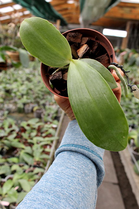 Phalaenopsis Red Jaguar (Phalaenopsis Hsu Li-Shian x Phalaenopsis gigantea).jpg