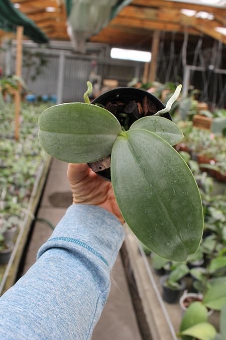 Phalaenopsis Zheng Min Tyrannosaurus x gigantea.jpg