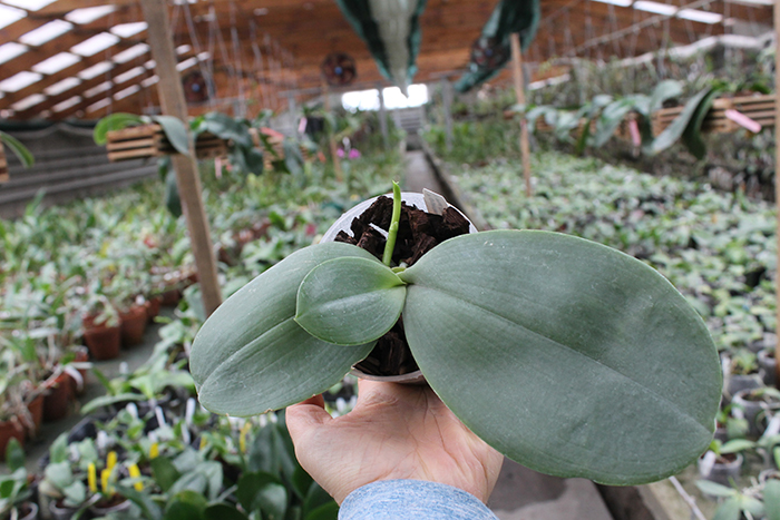Phalaenopsis gigantea x Chang Yi 'Green Giant'.jpg