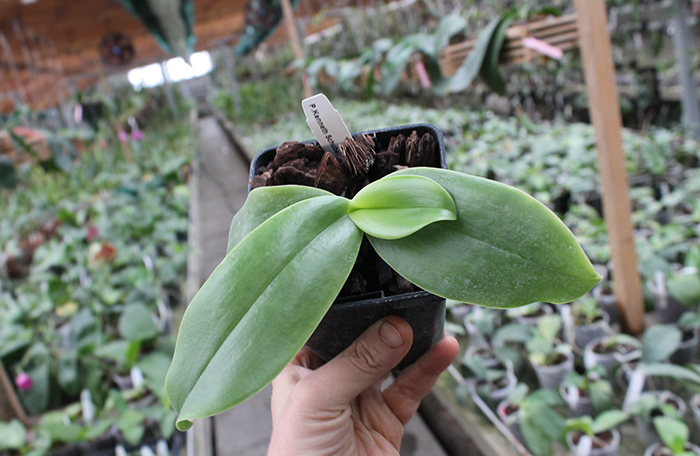 Doritaenopsis Kenneth Schubert x Phalaenopsis bellina blue.jpg