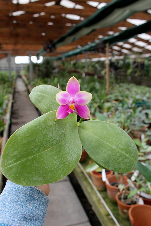 Phalaenopsis LD Emerald Bear x LD Double Dragon.jpg