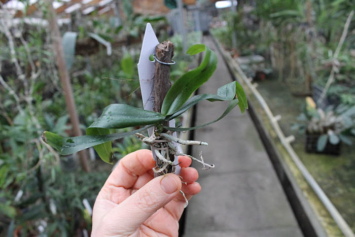 Eurychone galeandrae.JPG