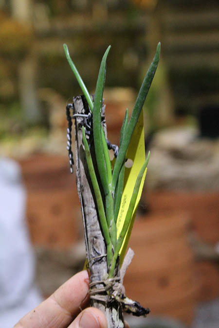 angraecum scottianum.jpg