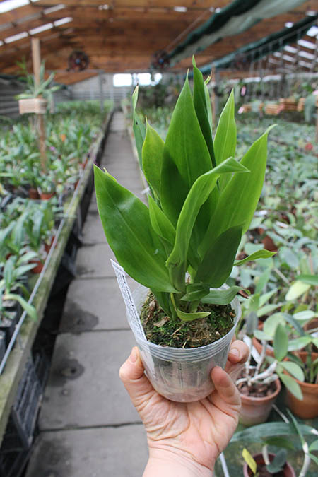 Acacallis cyanea x Cochleanthes amazonica.jpg