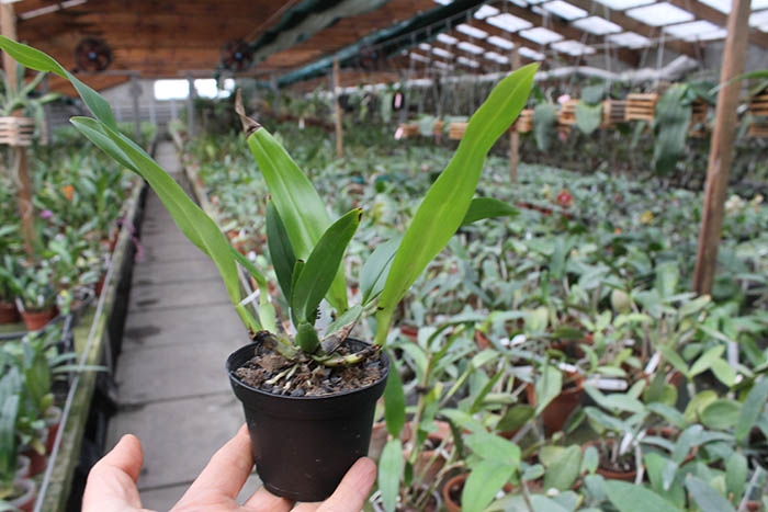 Trichopilia marginata.jpg