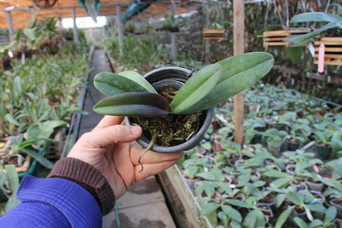 Doritaenopsis Lius Sakura 678.00 грн.