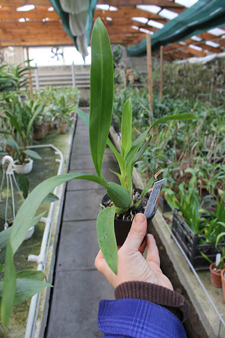 Odontoglossum harryanum.jpg
