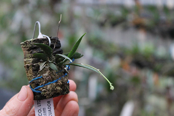 Macroclinium dalstromii.jpg