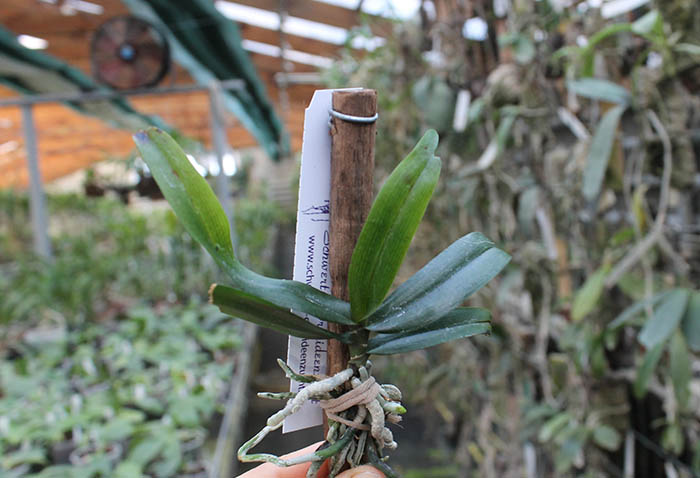 Eurychone galeandrae.JPG