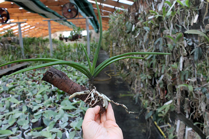 Holcoglossum amesianum.jpg