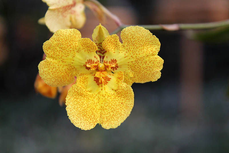 Oncidium (Tolumnia) Midas.jpg