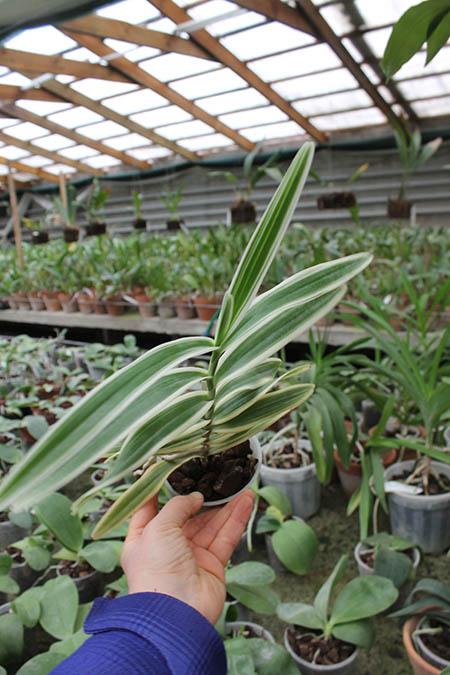 Arachnis flos-aeris variegated.jpg