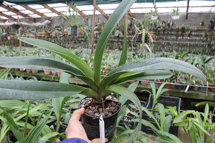 Paphiopedilum Lippewunder hybrid.jpg