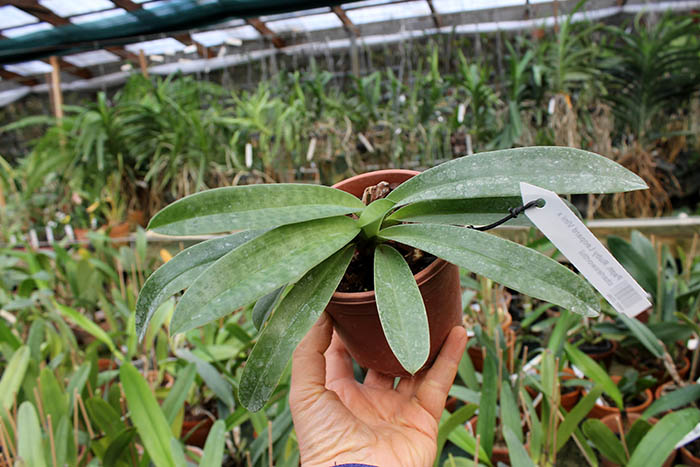 Paphiopedilum Ruby Leopard Vini x charlesworthii.jpg