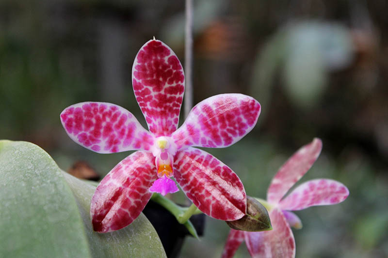 Phalaenopsis Joey.jpg