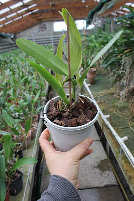 Brassolaeliocattleya Dr Joe Walker 'Ray Mishima'.jpg