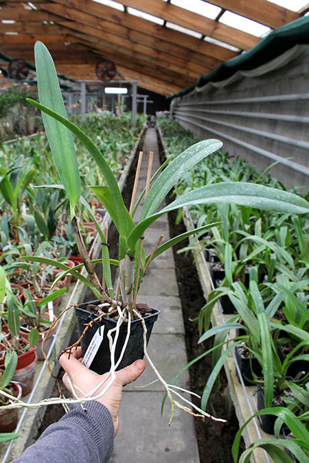 Cattleya mossiae alba 'Irene' x Cattleya mossiae alba 'Orosco'.jpg