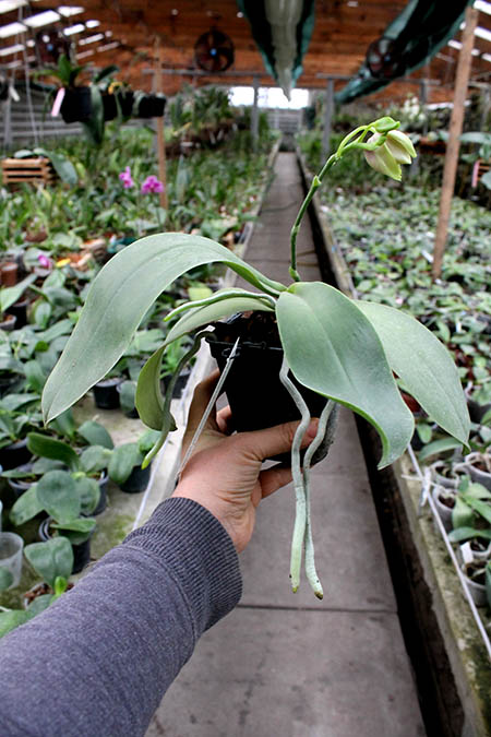 Phalaenopsis Lioulin Moon x bellina blue.jpg