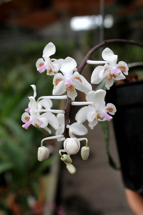 Phalaenopsis celebensis.jpg