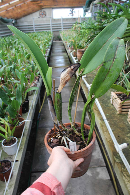 Cattleya schroederae.jpg