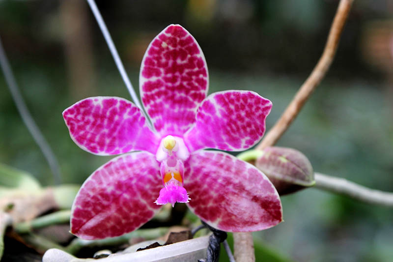 Phalaenopsis Joey (gigantea x lueddemanniana).jpg