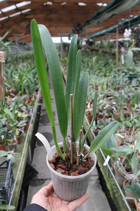 Laelia purpurata werkhauseri striata x SELF.jpg