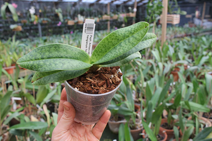 Paphiopedilum Armeni White x hangianum 'hang-18'.jpg