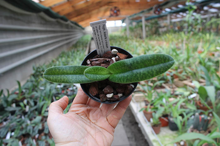 Paphiopedilum Astarte x niveum.jpg