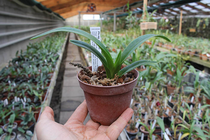 Phragmipedium lindenii.jpg